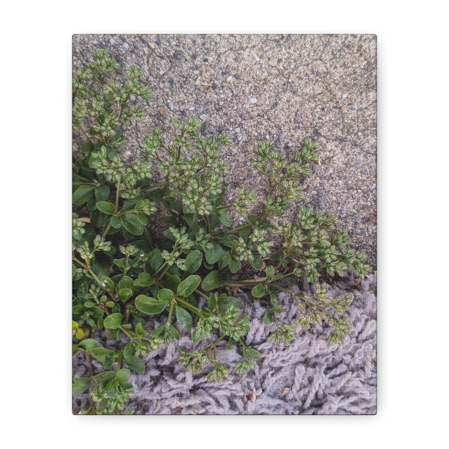 Where the Allseed Grows Canvas Print – Urban Nature Minimalist Botanical Wall Art with Concrete Texture