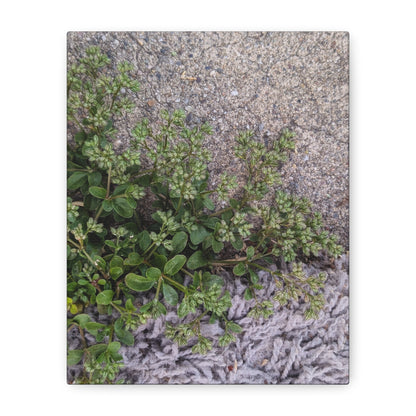 Where the Allseed Grows Canvas Print – Urban Nature Minimalist Botanical Wall Art with Concrete Texture