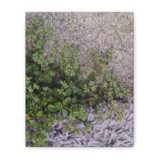 Where the Allseed Grows Canvas Print – Urban Nature Minimalist Botanical Wall Art with Concrete Texture