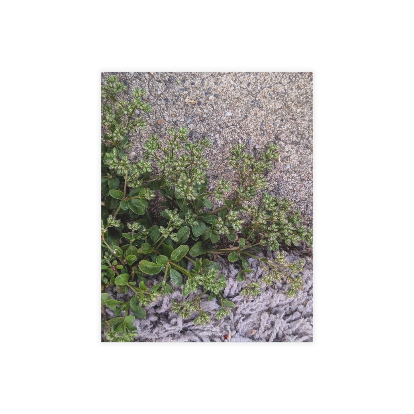 Where the Allseed Grows Postcard – Urban Nature Minimalist Botanical Stationery with Concrete Texture