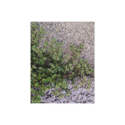 Where the Allseed Grows Postcard – Urban Nature Minimalist Botanical Stationery with Concrete Texture