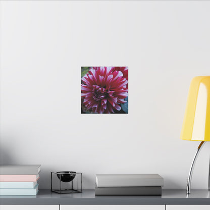 Red and White Dahlia Canvas Print – Bright Floral Nature Photography Wall Art