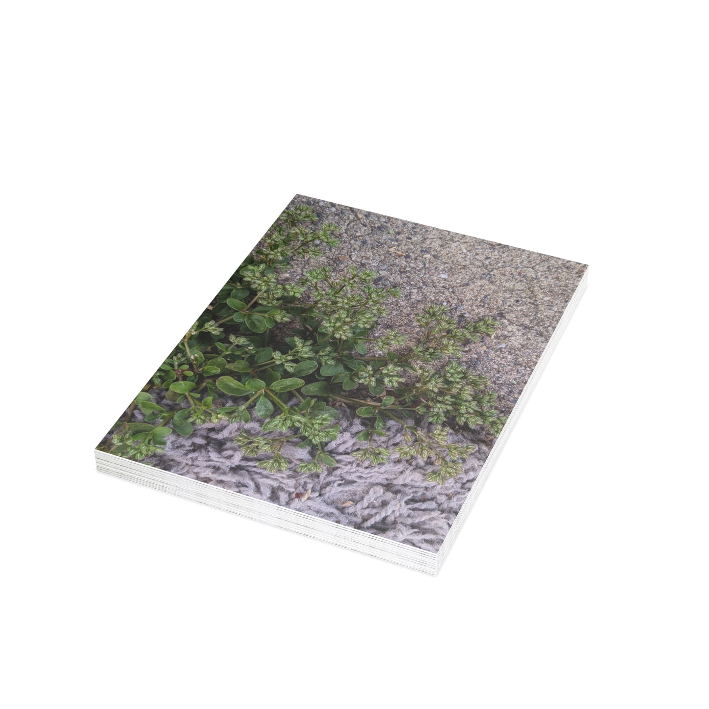 Where the Allseed Grows Postcard – Urban Nature Minimalist Botanical Stationery with Concrete Texture