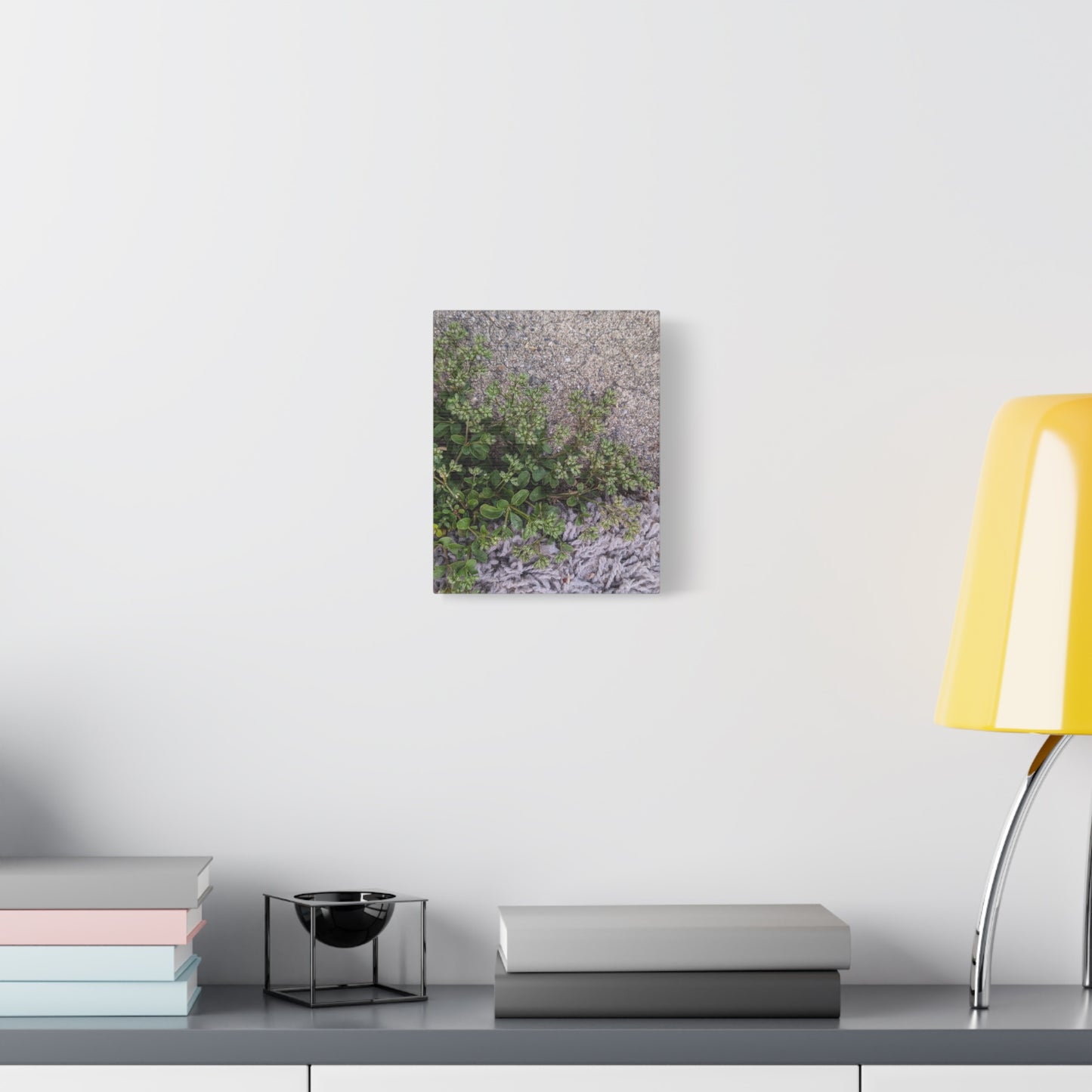 Where the Allseed Grows Canvas Print – Urban Nature Minimalist Botanical Wall Art with Concrete Texture