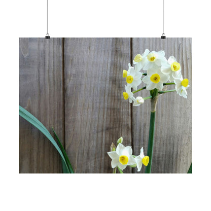 Daffodils by the Fence Poster – Rustic Spring Floral Wall Art for Cottagecore and Botanical Decor