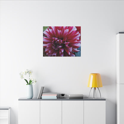 Red and White Dahlia Canvas Print – Bright Floral Nature Photography Wall Art