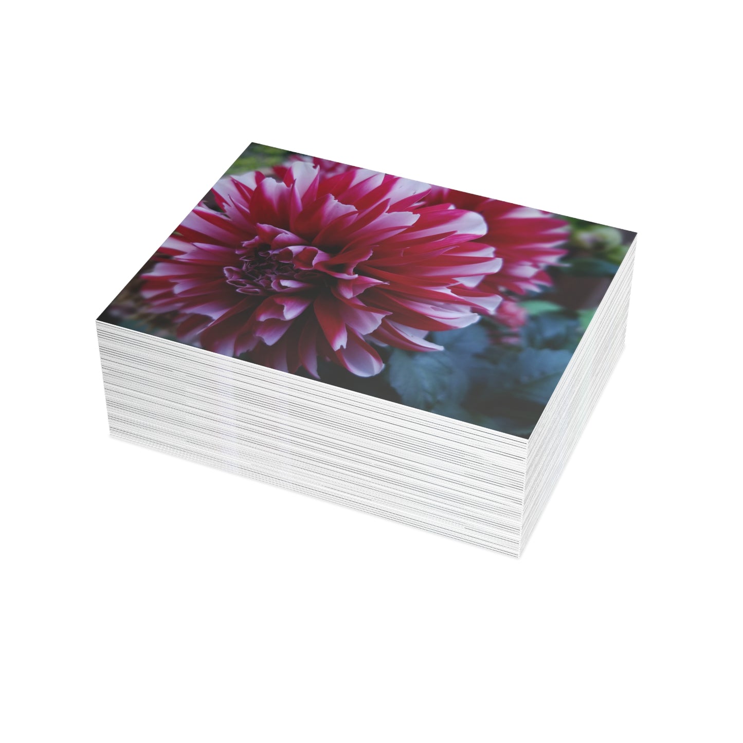 Red and White Dahlia Postcard – Botanical Floral Stationery for Garden-Inspired Correspondence