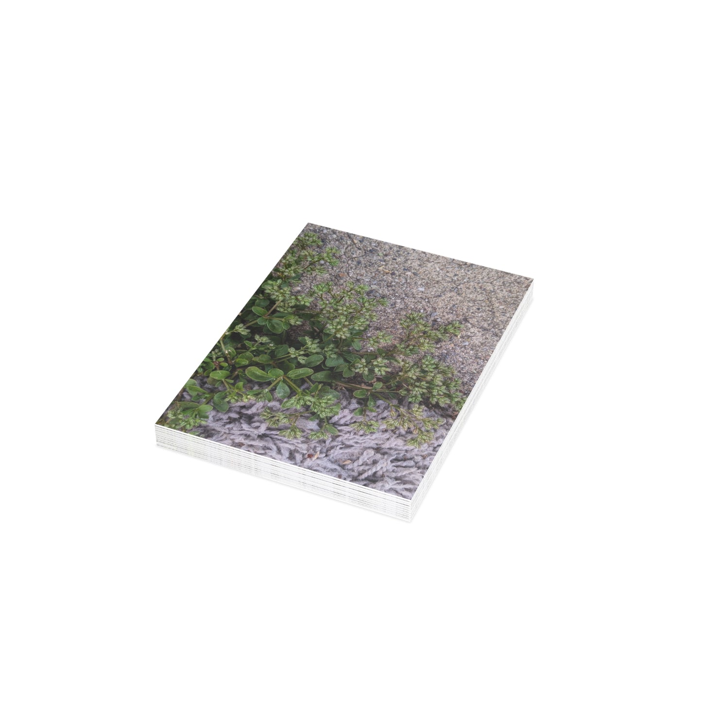 Where the Allseed Grows Postcard – Urban Nature Minimalist Botanical Stationery with Concrete Texture