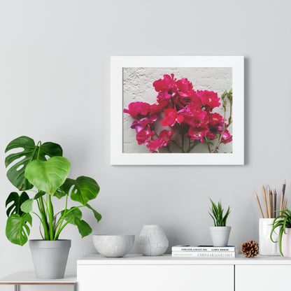 Bougainvillea Against White Stucco Wall Framed Print – Mediterranean Floral Wall Art, Summer Bloom Botanical Decor