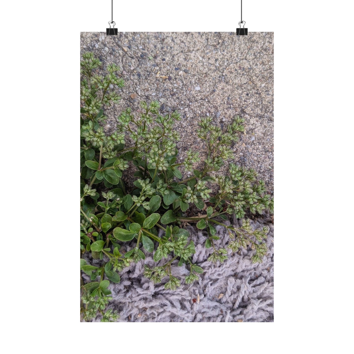 Where the Allseed Grows Poster – Urban Nature Minimalist Wall Art with Concrete Texture and Botanical Contrast