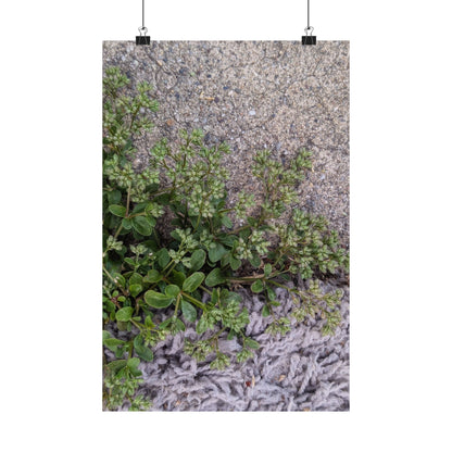 Where the Allseed Grows Poster – Urban Nature Minimalist Wall Art with Concrete Texture and Botanical Contrast