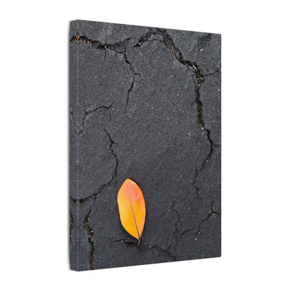 Orange Leaf Against Black Concrete Minimalistic Canvas Print – Contemporary Nature Photography Wall Art