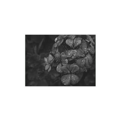 Geranium After a Light Rain Postcard – Moody Botanical Photography, Monochrome Floral Stationery for Thoughtful Correspondence