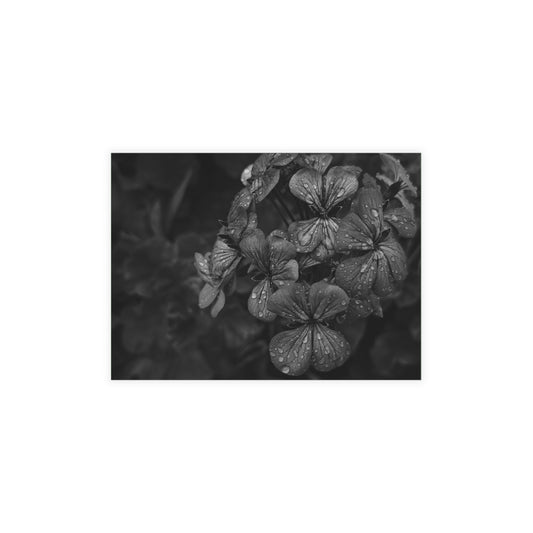 Geranium After a Light Rain Postcard – Moody Botanical Photography, Monochrome Floral Stationery for Thoughtful Correspondence