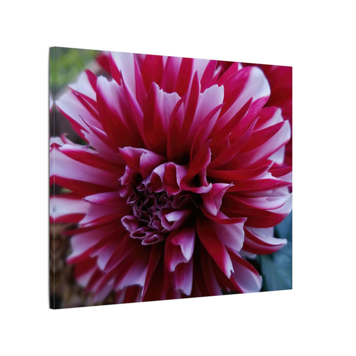 Red and White Dahlia Canvas Print – Bright Floral Nature Photography Wall Art