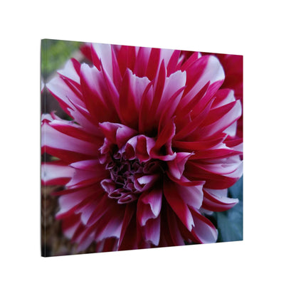 Red and White Dahlia Canvas Print – Bright Floral Nature Photography Wall Art