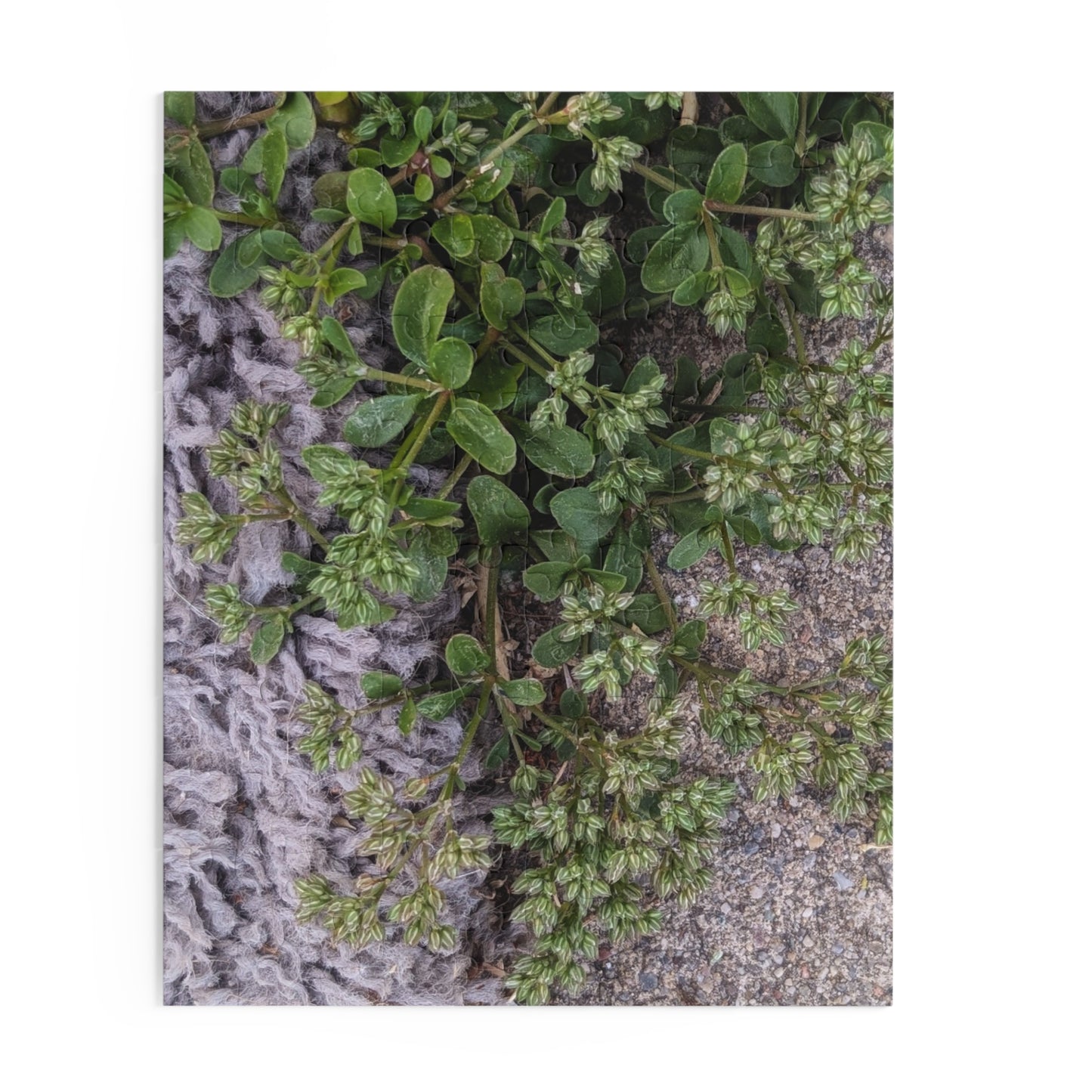 Where the Allseed Grows Puzzle – Urban Nature Minimalist Botanical Jigsaw with Concrete Texture