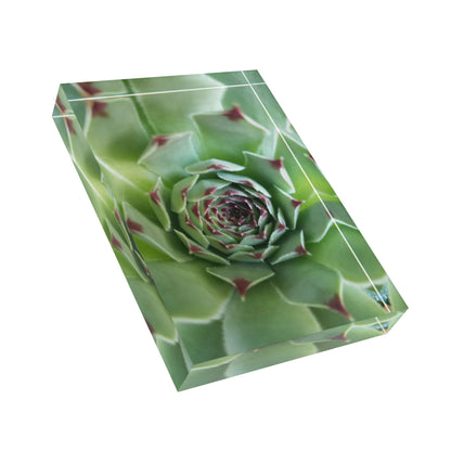 Pale Green Spiky Succulent Acrylic Block – Minimalist Botanical Desk Decor for Plant Lovers