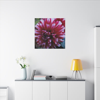 Red and White Dahlia Canvas Print – Bright Floral Nature Photography Wall Art