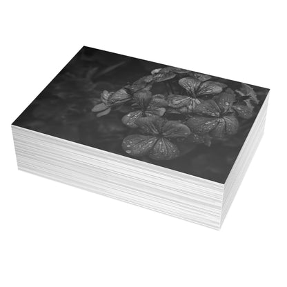 Geranium After a Light Rain Postcard – Moody Botanical Photography, Monochrome Floral Stationery for Thoughtful Correspondence