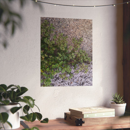 Where the Allseed Grows Poster – Urban Nature Minimalist Wall Art with Concrete Texture and Botanical Contrast