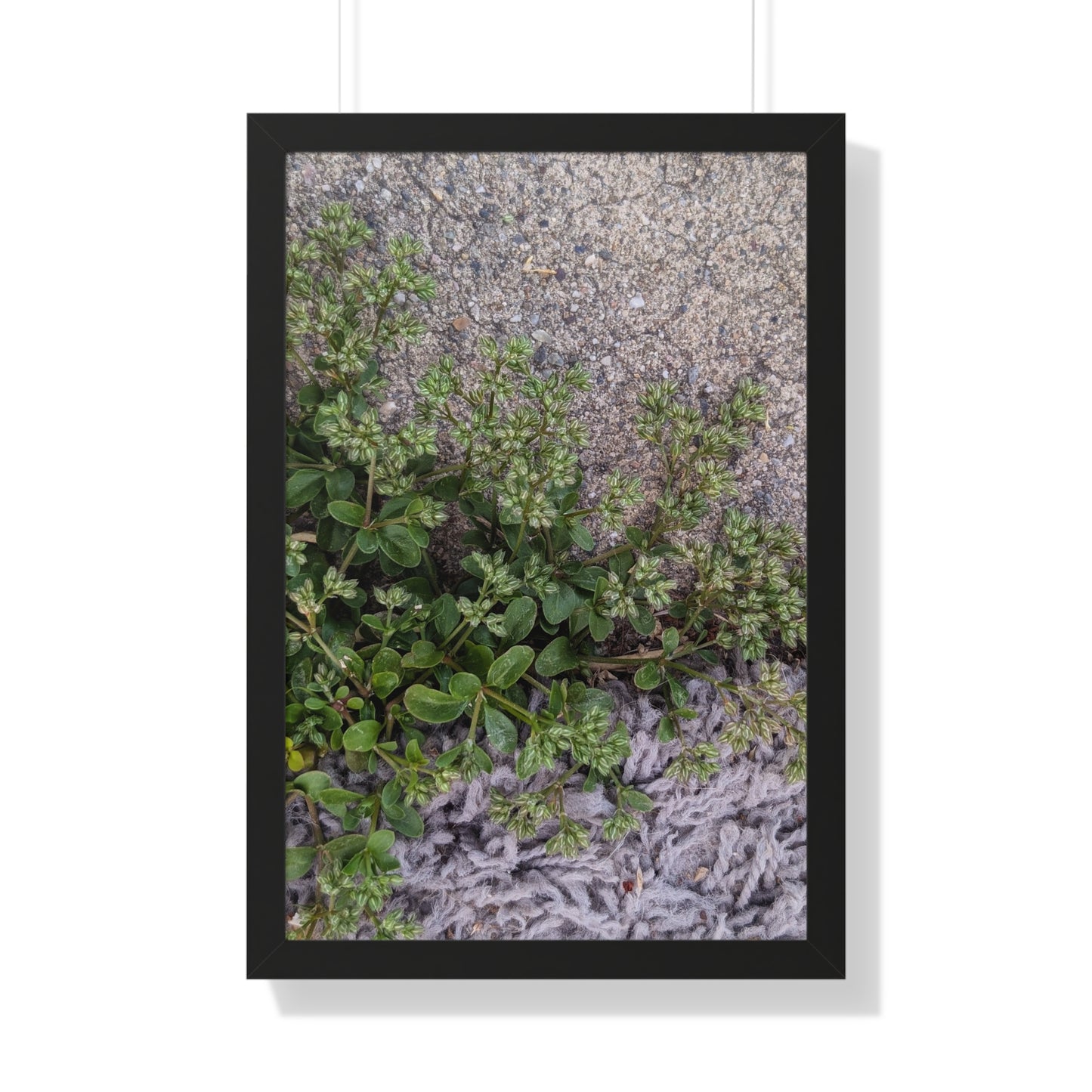 Where the Allseed Grows Framed Print – Urban Nature Minimalist Botanical Wall Art with Concrete Texture