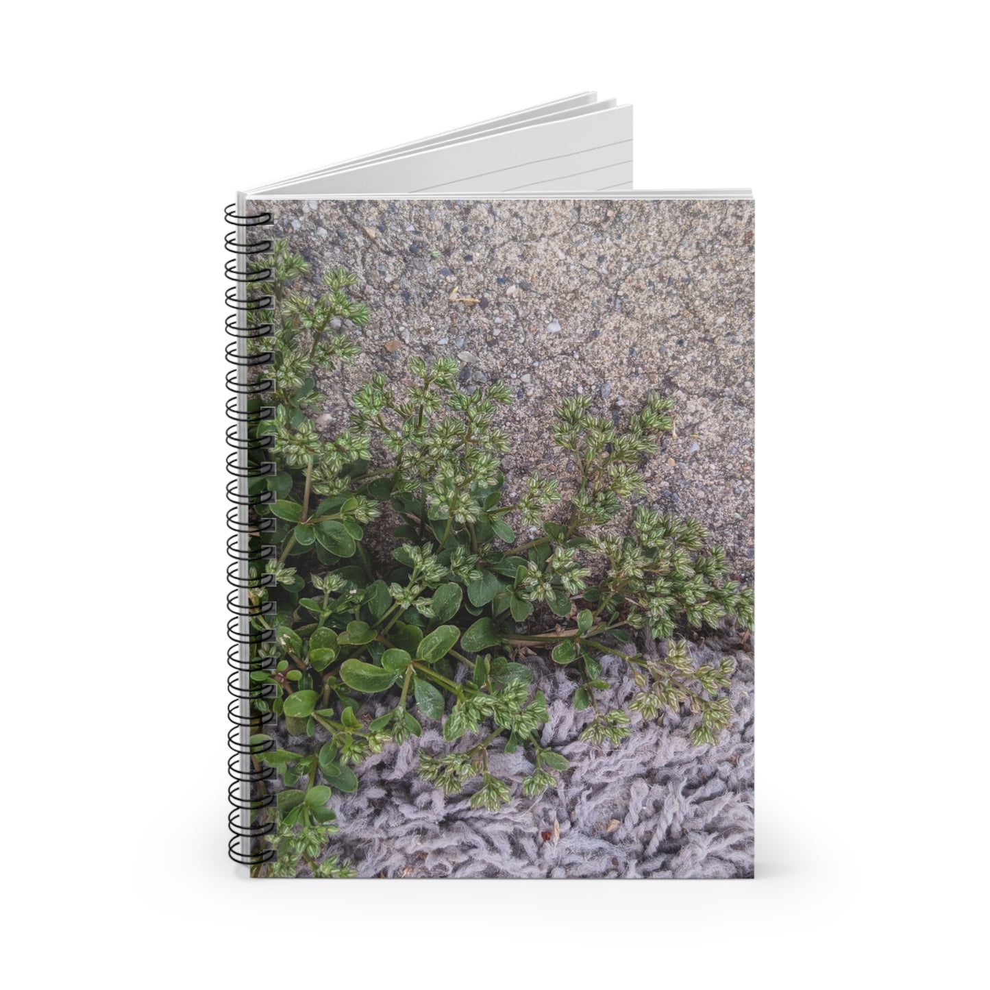 Where the Allseed Grows Notebook – Urban Nature Minimalist Botanical Journal with Concrete Texture Cover