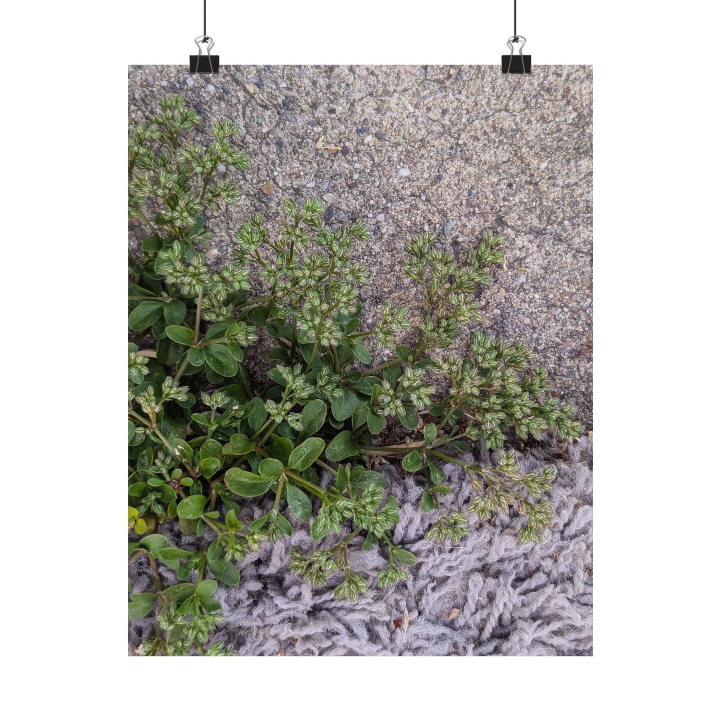 Where the Allseed Grows Poster – Urban Nature Minimalist Wall Art with Concrete Texture and Botanical Contrast