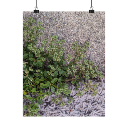 Where the Allseed Grows Poster – Urban Nature Minimalist Wall Art with Concrete Texture and Botanical Contrast