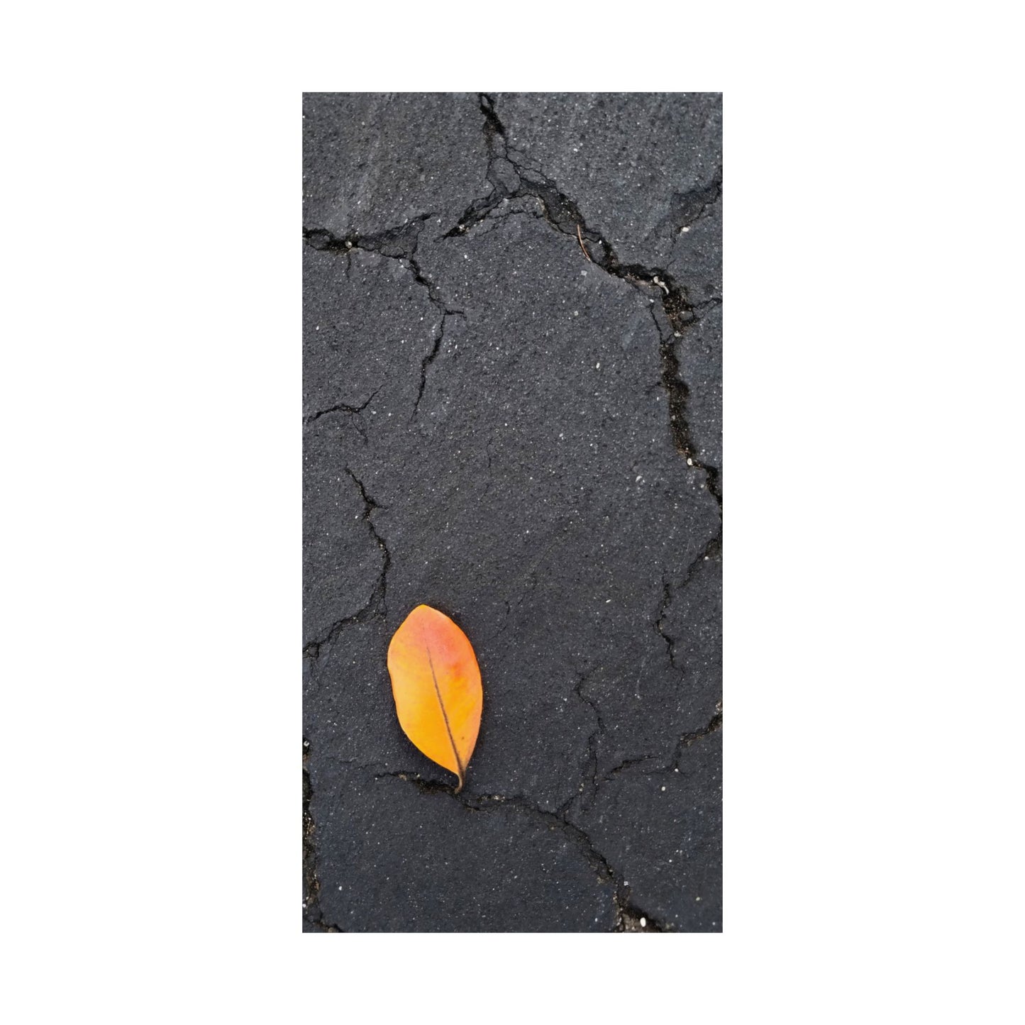 Orange Leaf Against Black Concrete Poster – Minimalist Nature Photography Wall Art