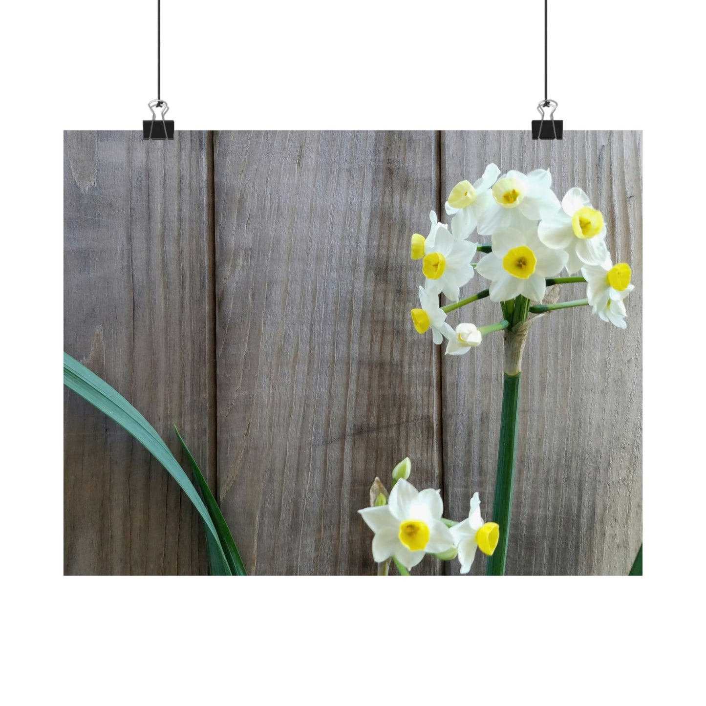 Daffodils by the Fence Poster – Rustic Spring Floral Wall Art for Cottagecore and Botanical Decor