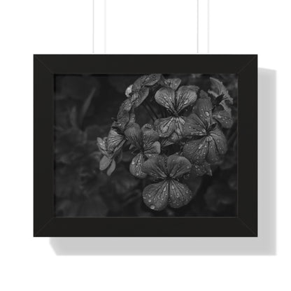 Geranium After a Light Rain Framed Print – Moody Botanical Floral Art, Monochrome Nature-Inspired Wall Decor
