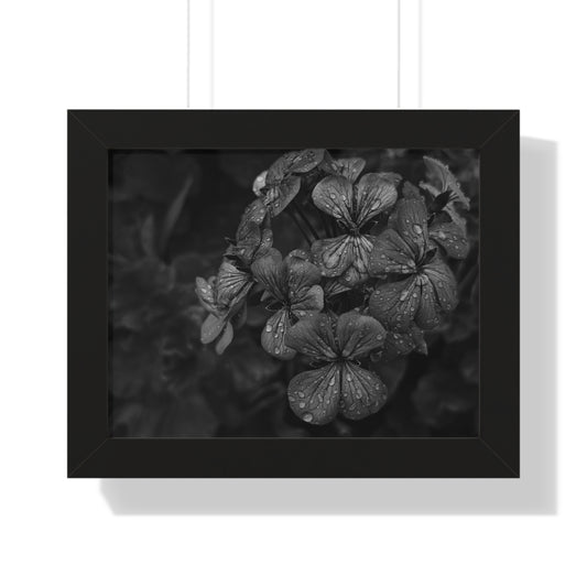 Geranium After a Light Rain Framed Print – Moody Botanical Floral Art, Monochrome Nature-Inspired Wall Decor