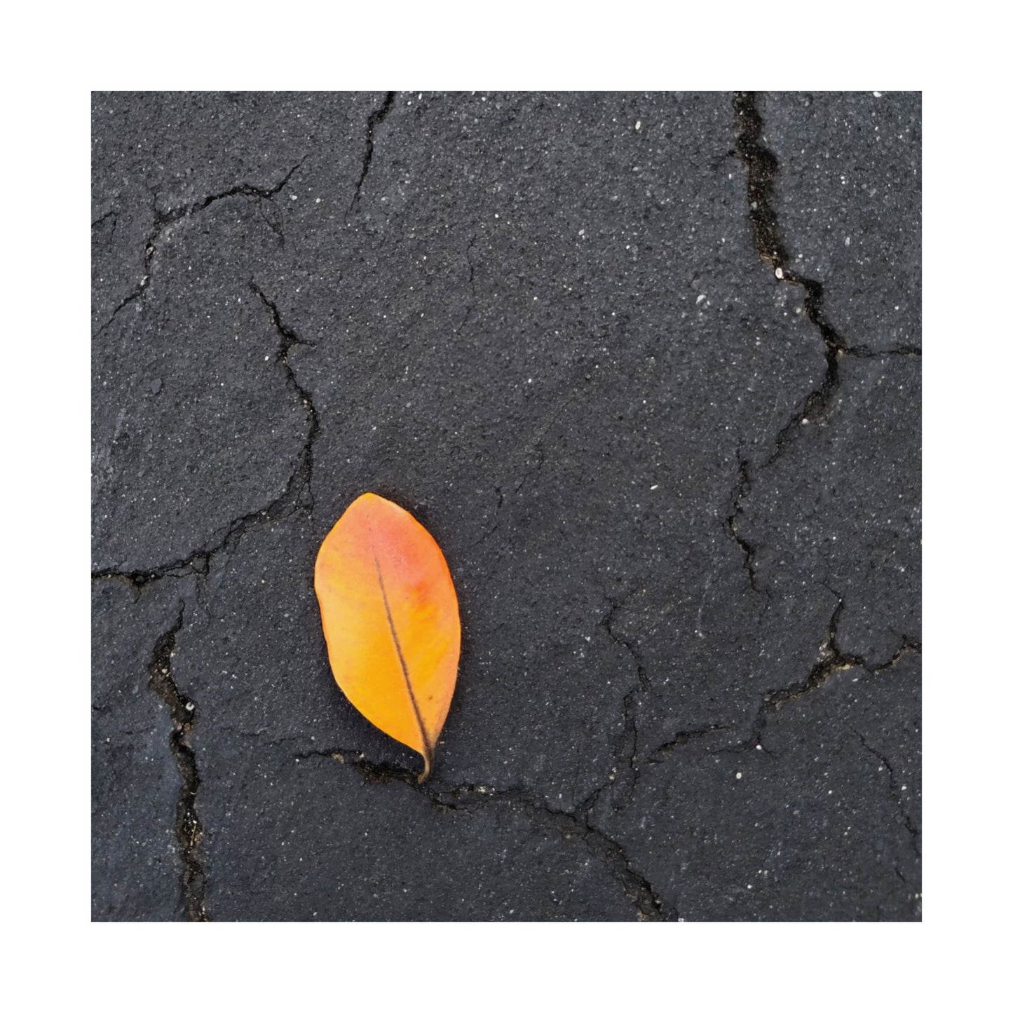 Orange Leaf Against Black Concrete Poster – Minimalist Nature Photography Wall Art