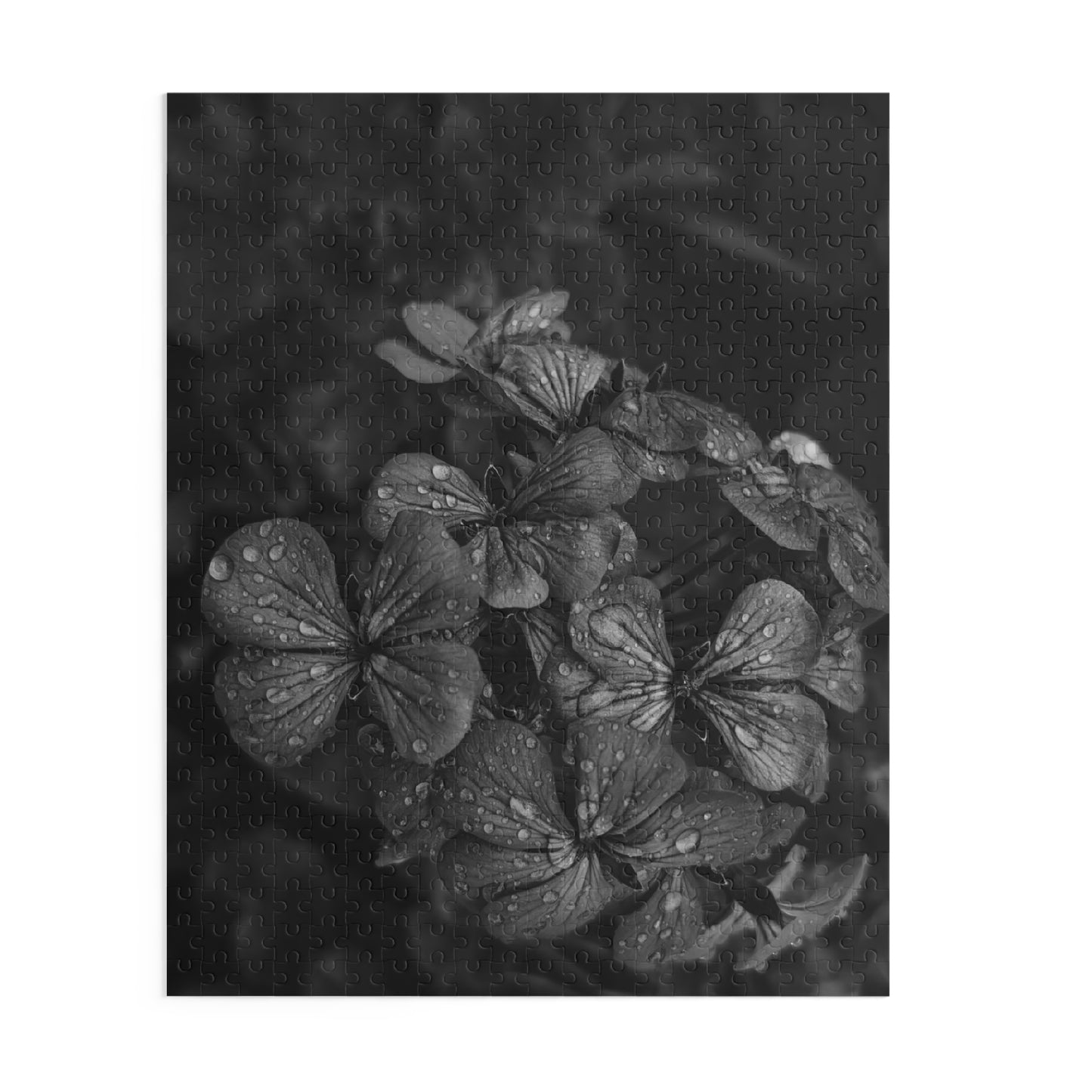 Geranium After a Light Rain Puzzle – Black and White Floral Photography Jigsaw Puzzle for Adults and Teens, Modern Botanical Gift Idea