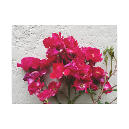 Pink bougainvillea against white stucco canvas print