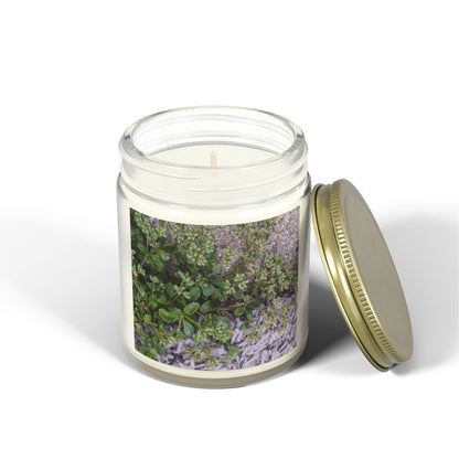 Where the Allseed Grows Jar Candle – Urban Nature Minimalist Scented Candle with Botanical Concrete Texture