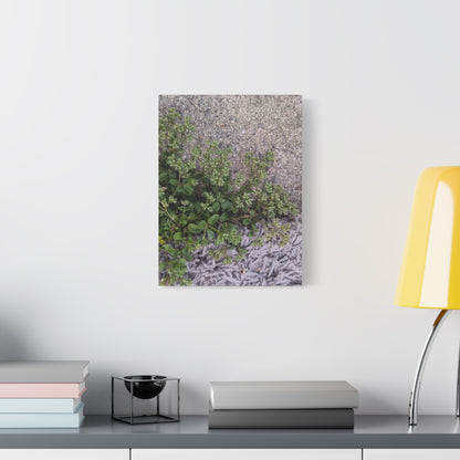 Where the Allseed Grows Canvas Print – Urban Nature Minimalist Botanical Wall Art with Concrete Texture