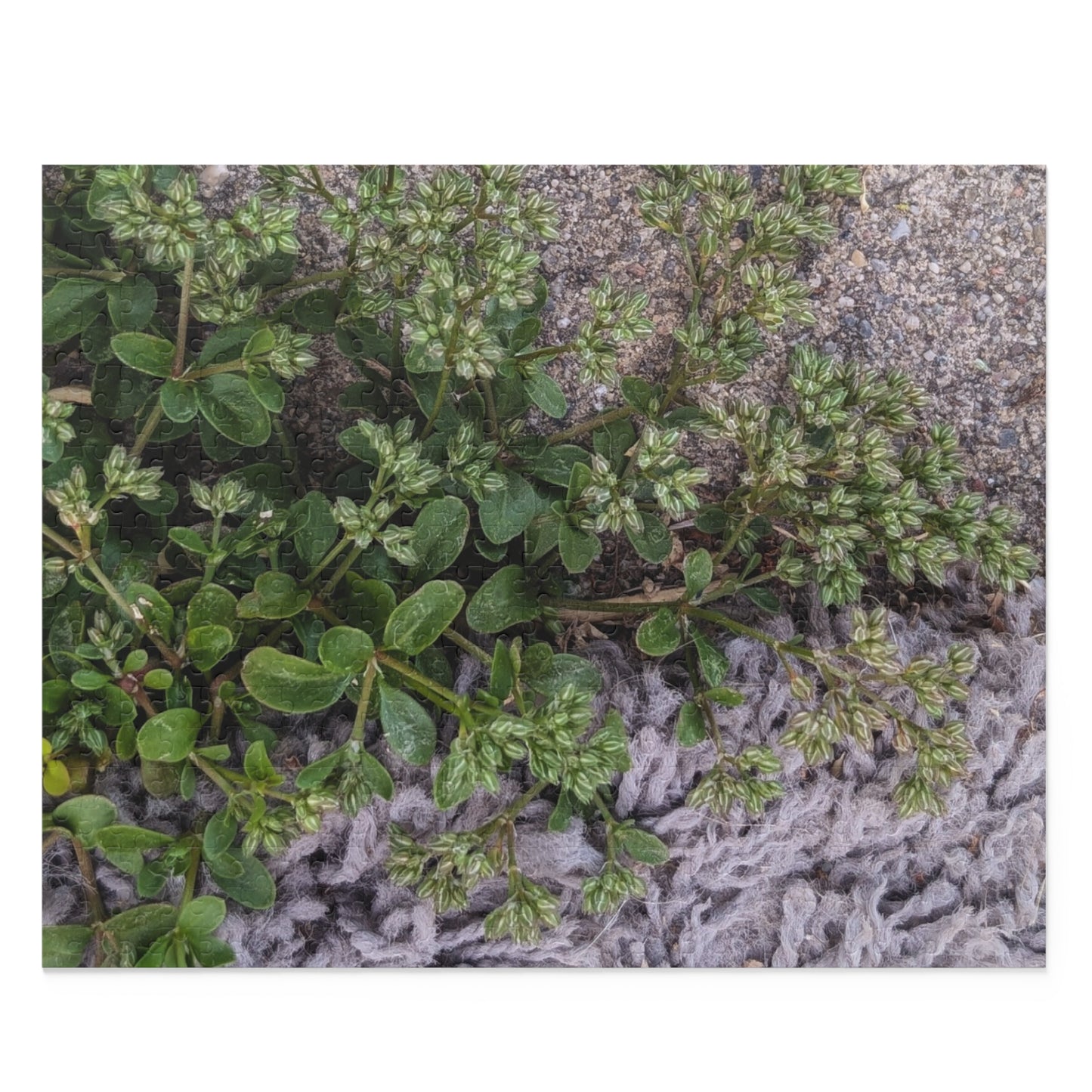 Where the Allseed Grows Puzzle – Urban Nature Minimalist Botanical Jigsaw with Concrete Texture