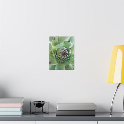 pale green macro succulent print