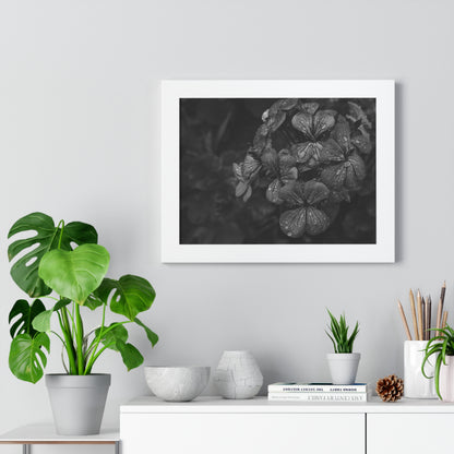 Geranium After a Light Rain Framed Print – Moody Botanical Floral Art, Monochrome Nature-Inspired Wall Decor