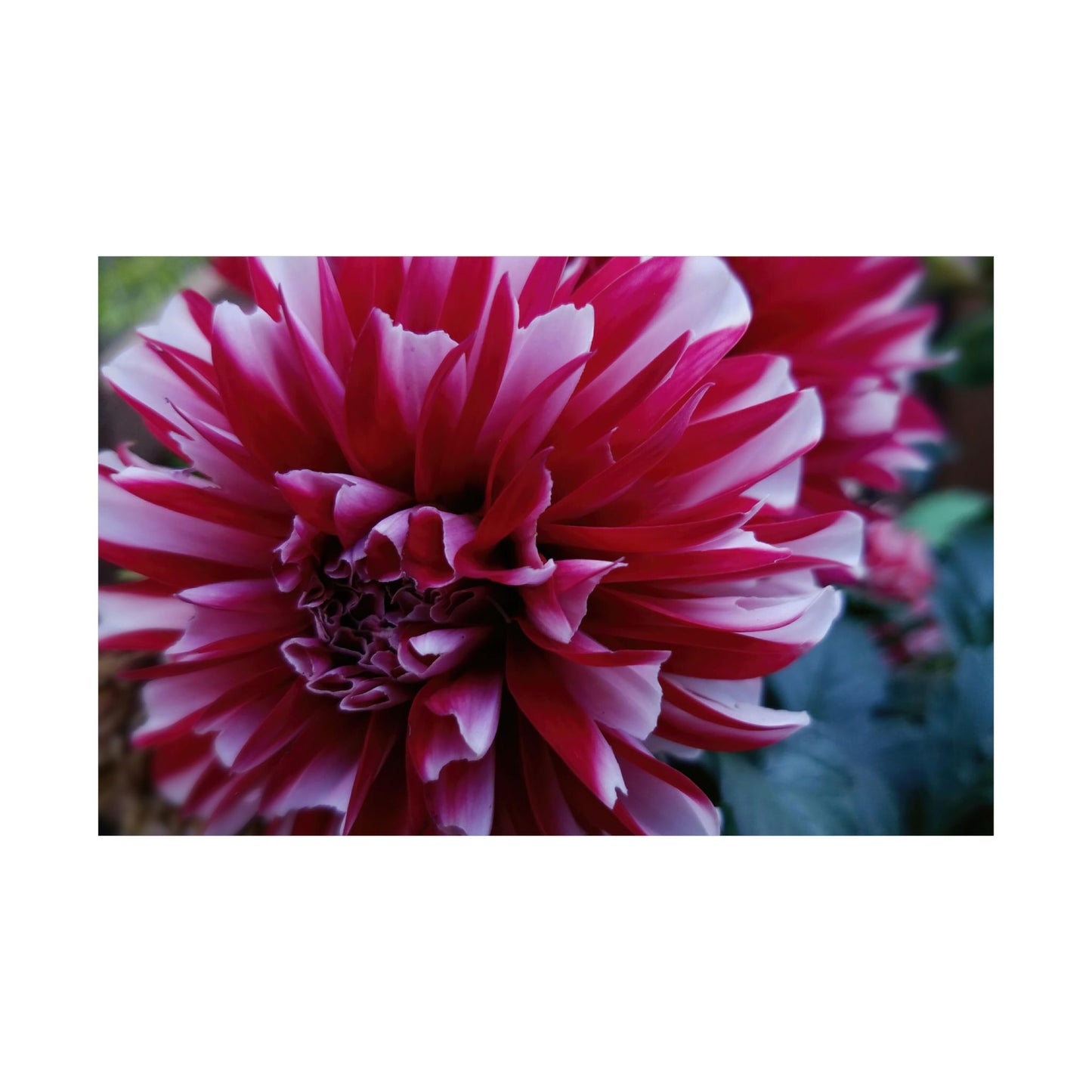 Red and White Dahlia Wall Poster – Botanical Floral Art Print, Cottagecore Summer Bloom Decor