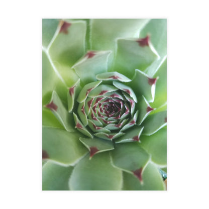 Pale Green Spiky Succulent Postcard – Botanical Art Print for Calm Minimalist Correspondence and Decor