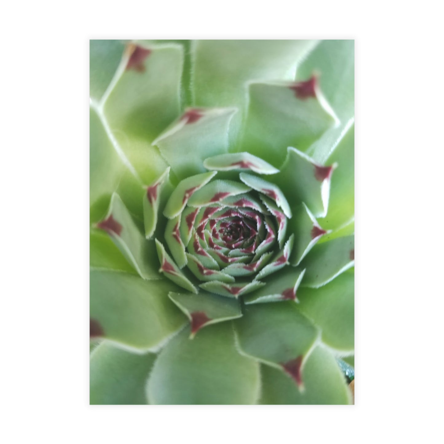 Pale Green Spiky Succulent Postcard – Botanical Art Print for Calm Minimalist Correspondence and Decor