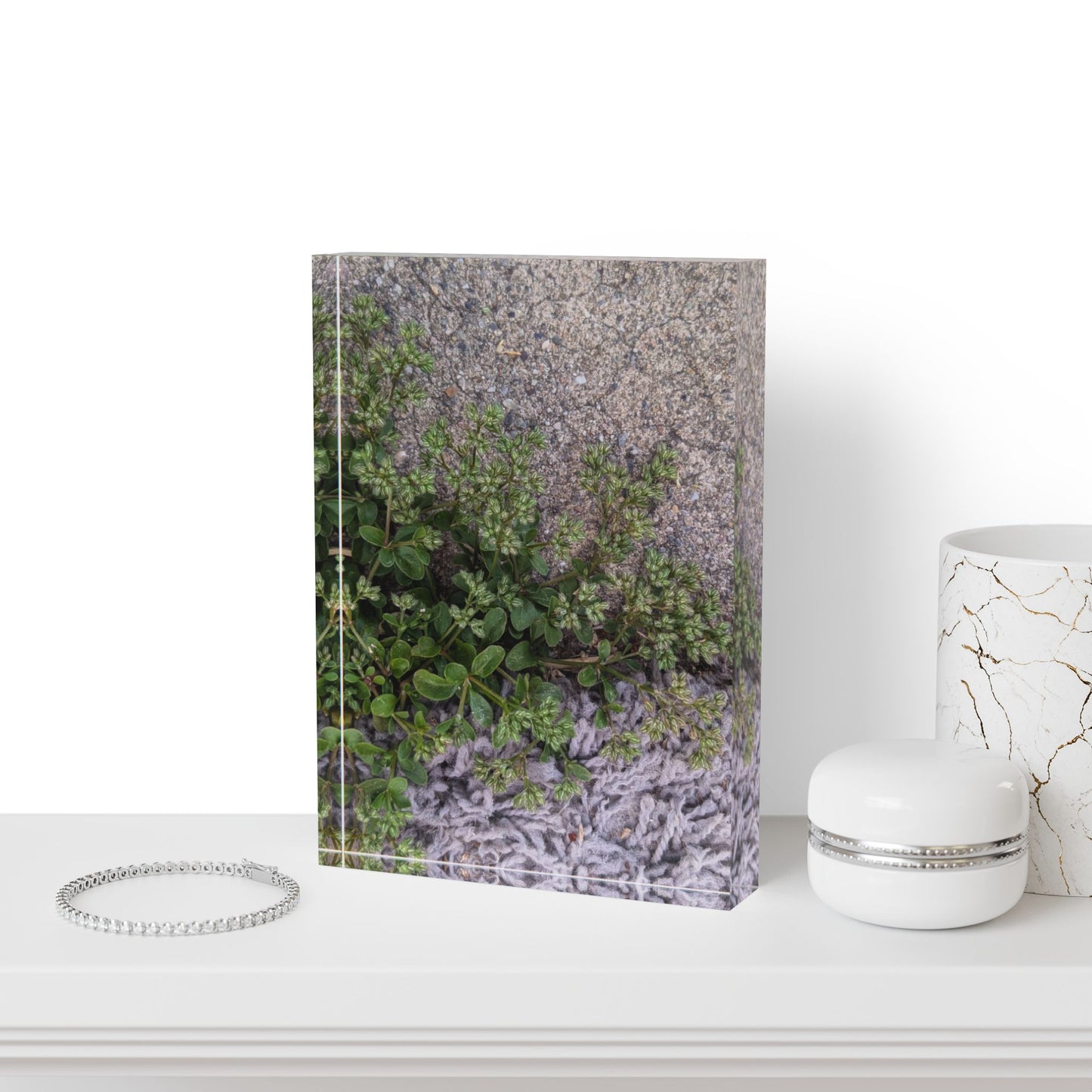 Where the Allseed Grows Acrylic Block – Urban Nature Minimalist Botanical Desk Art with Concrete Texture