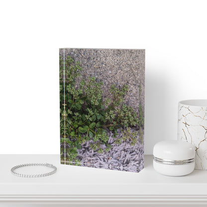 Where the Allseed Grows Acrylic Block – Urban Nature Minimalist Botanical Desk Art with Concrete Texture