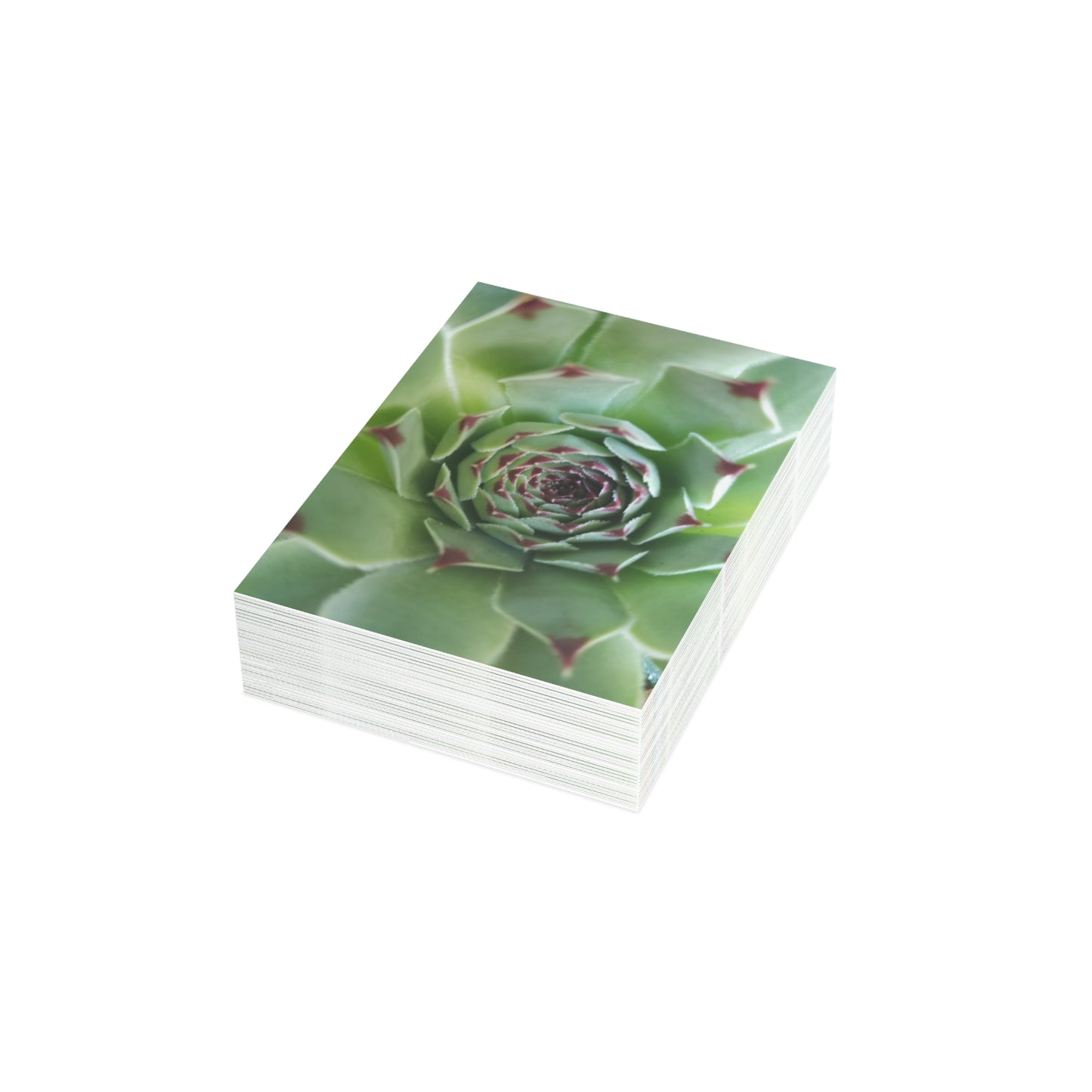 Pale Green Spiky Succulent Postcard – Botanical Art Print for Calm Minimalist Correspondence and Decor