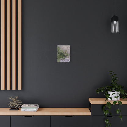 Where the Allseed Grows Canvas Print – Urban Nature Minimalist Botanical Wall Art with Concrete Texture