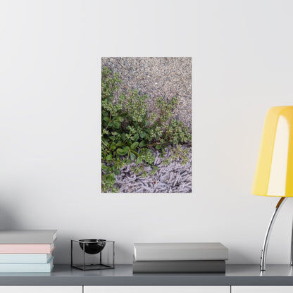 Where the Allseed Grows Poster – Urban Nature Minimalist Wall Art with Concrete Texture and Botanical Contrast