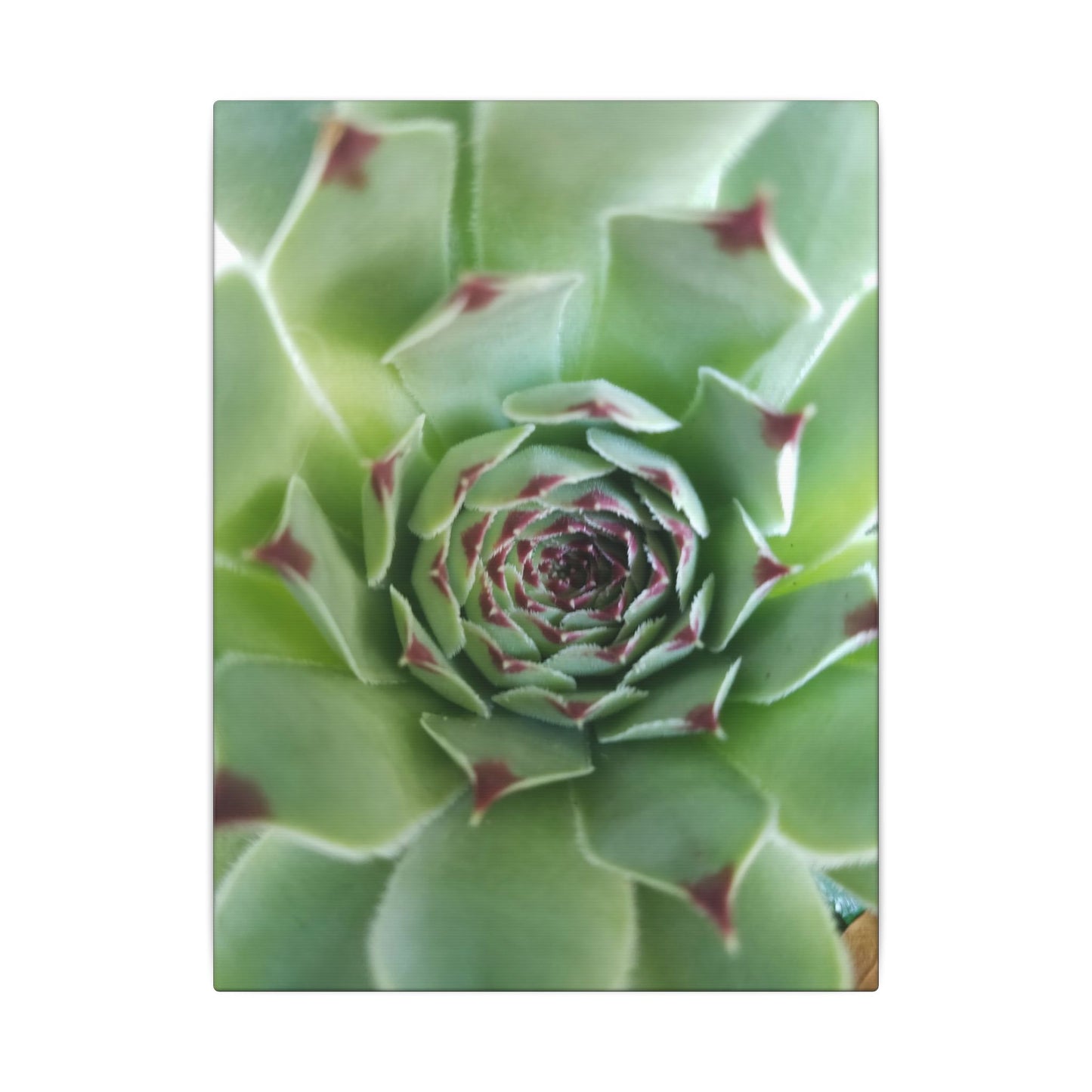 pale green succulent wall art canvas